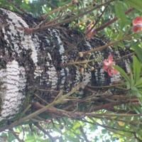 Couroupita guianensis Aubl.